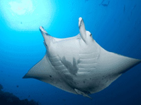 Raie Manta Club Rangiroa - Fun Dives | Fun Dives | OLD eDivingPass