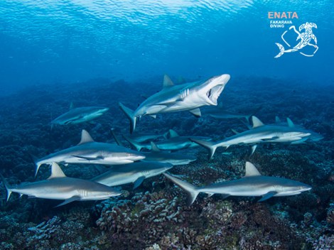 Enata Fakarava Diving - Fun Dives | Fun Dives | OLD eDivingPass