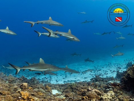 Tetamanu Diving - Fun Dives | Fun Dives | OLD eDivingPass