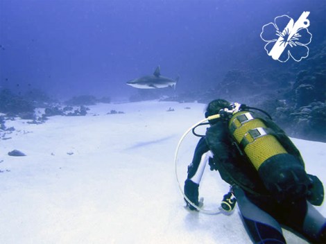 Kaina Plongee - Fun Dives | Fun Dives | OLD eDivingPass