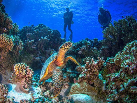 Motu Aito Diving Club - Fun Dives | Fun Dives | OLD eDivingPass