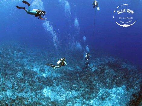 Blue Way Manihi - Fun Dives | Manihi | OLD eDivingPass
