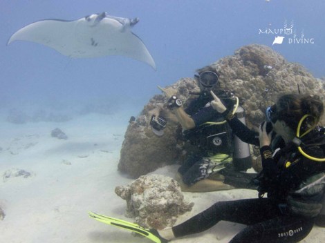 Maupiti Diving - Fun Dives - 2 Tanks | Maupiti | OLD eDivingPass