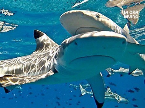 Ia Ora Diving - Fun Dives | Fun Dives | OLD eDivingPass