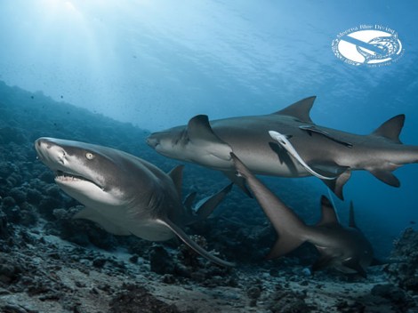 Moorea Blue Diving - Fun Dives | Fun Dives | OLD eDivingPass