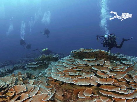 Tahiti Iti Diving - Fun Dives | Fun Dives | OLD eDivingPass