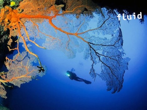 Fluid Tahiti - Night Dives | Fun Dives | OLD eDivingPass