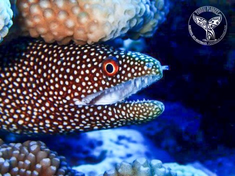 Tubuai Plongee - Fun dives | Fun Dives | OLD eDivingPass